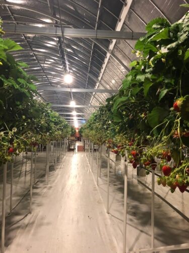 イチゴ栽培ビニールハウス用照明